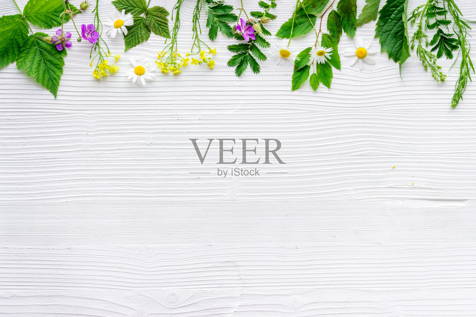 用于茶或药的野生新鲜药草和花照片摄影图片