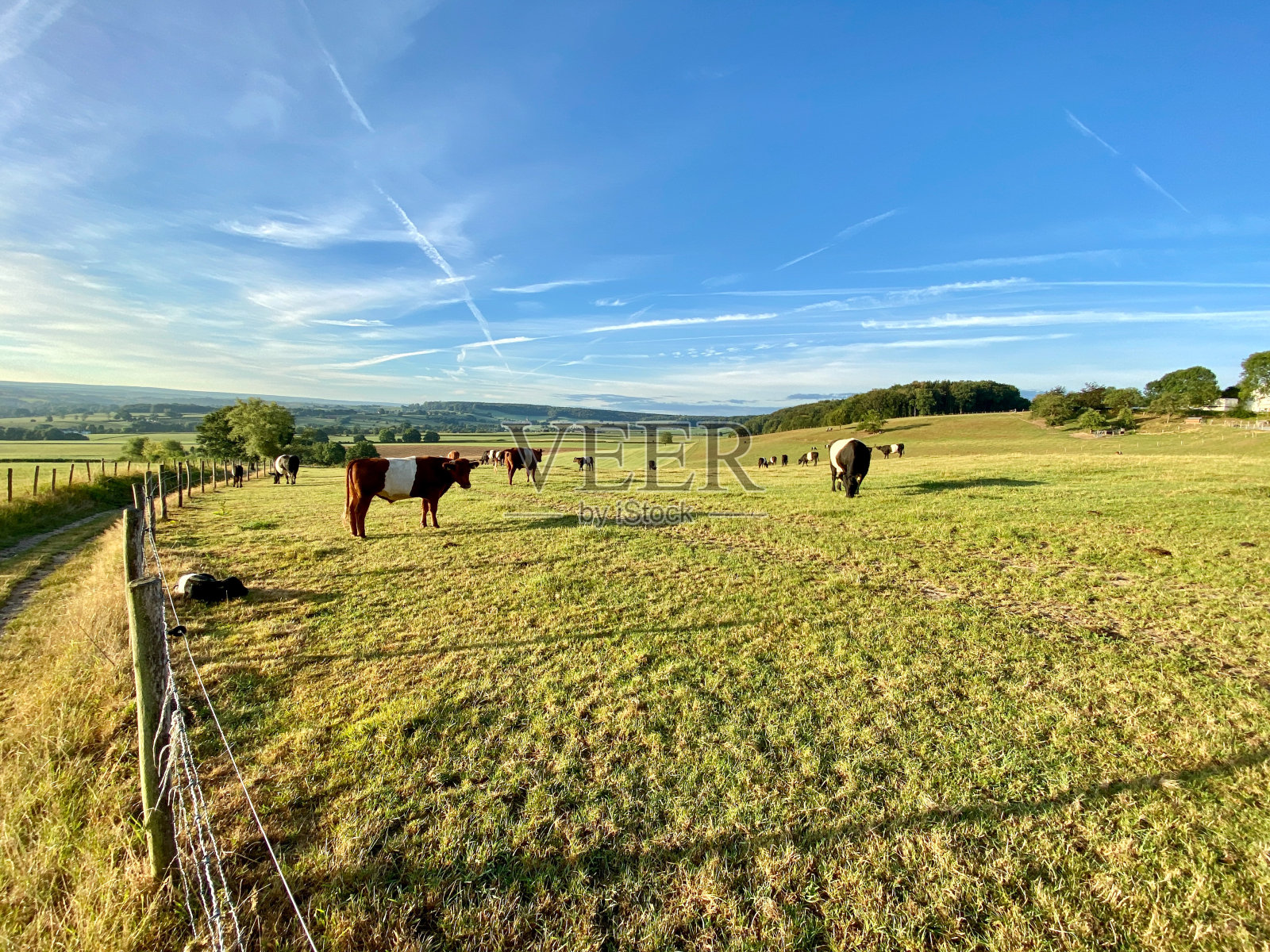 拉肯维尔德奶牛刚刚分娩照片摄影图片