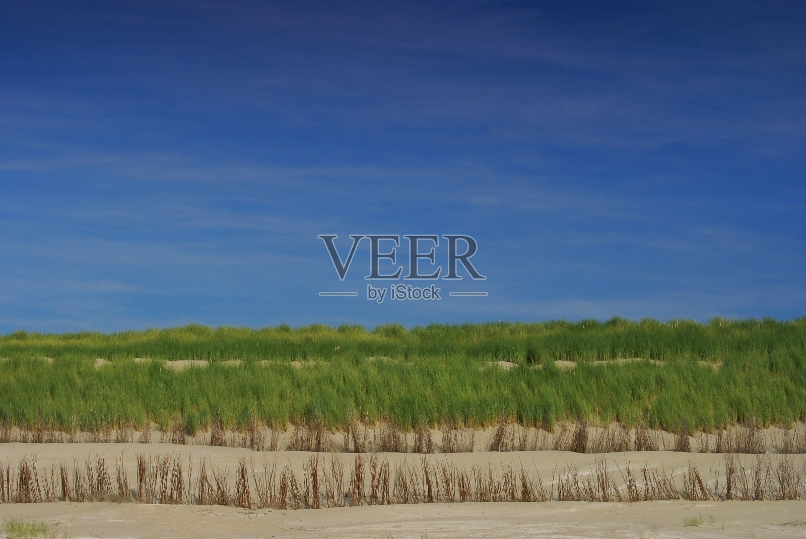 荷兰阿梅兰海滩上对称的树篱和沙丘的人工结构图像照片摄影图片