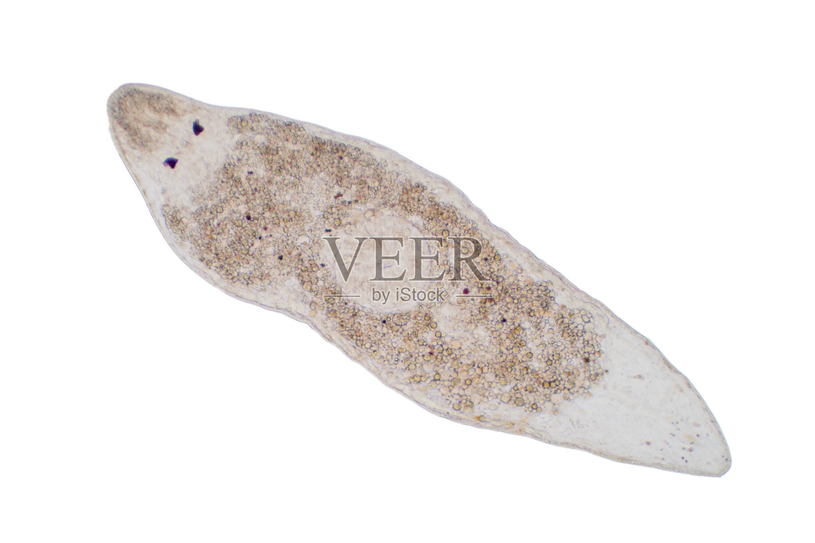 平板涡虫的显微镜下观察教育。照片摄影图片