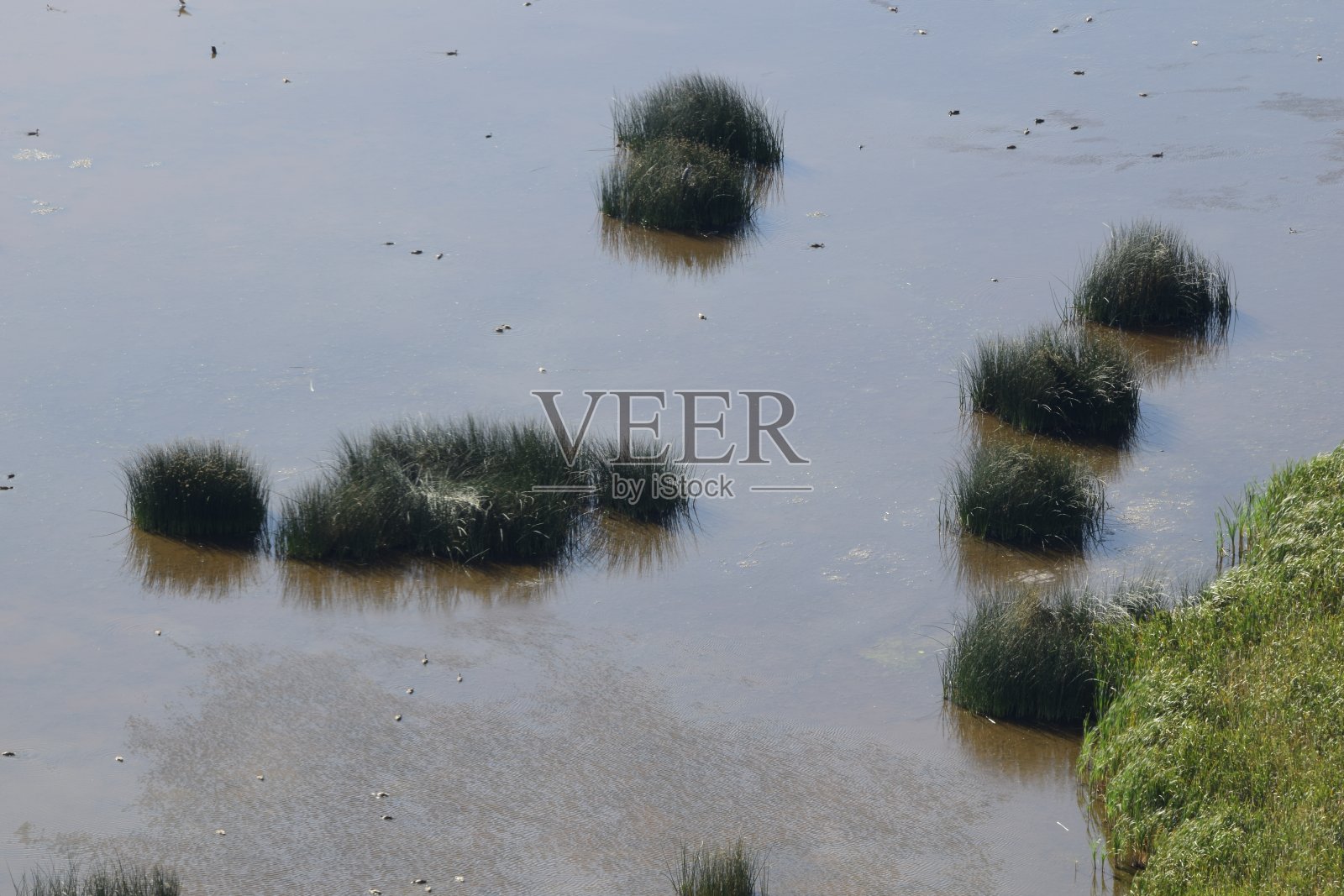 近距离高角度的大群的鸟反对在湖上的草地照片摄影图片