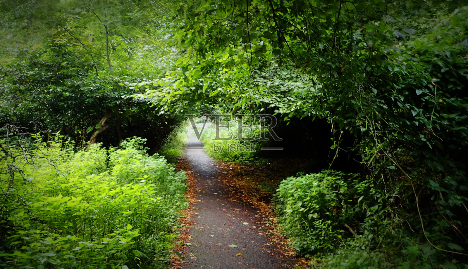 基拉尼的森林隧道照片摄影图片