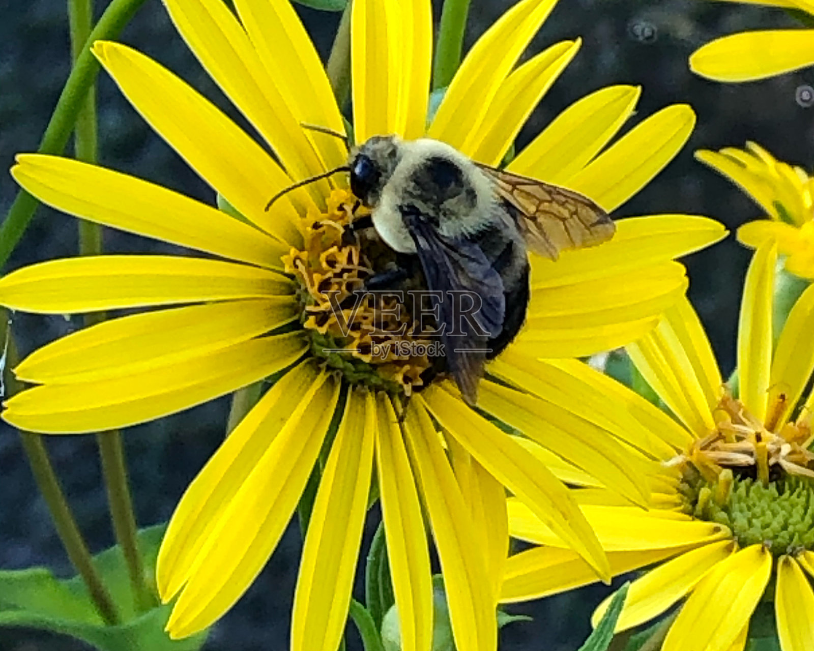 蜜蜂在花朵照片摄影图片
