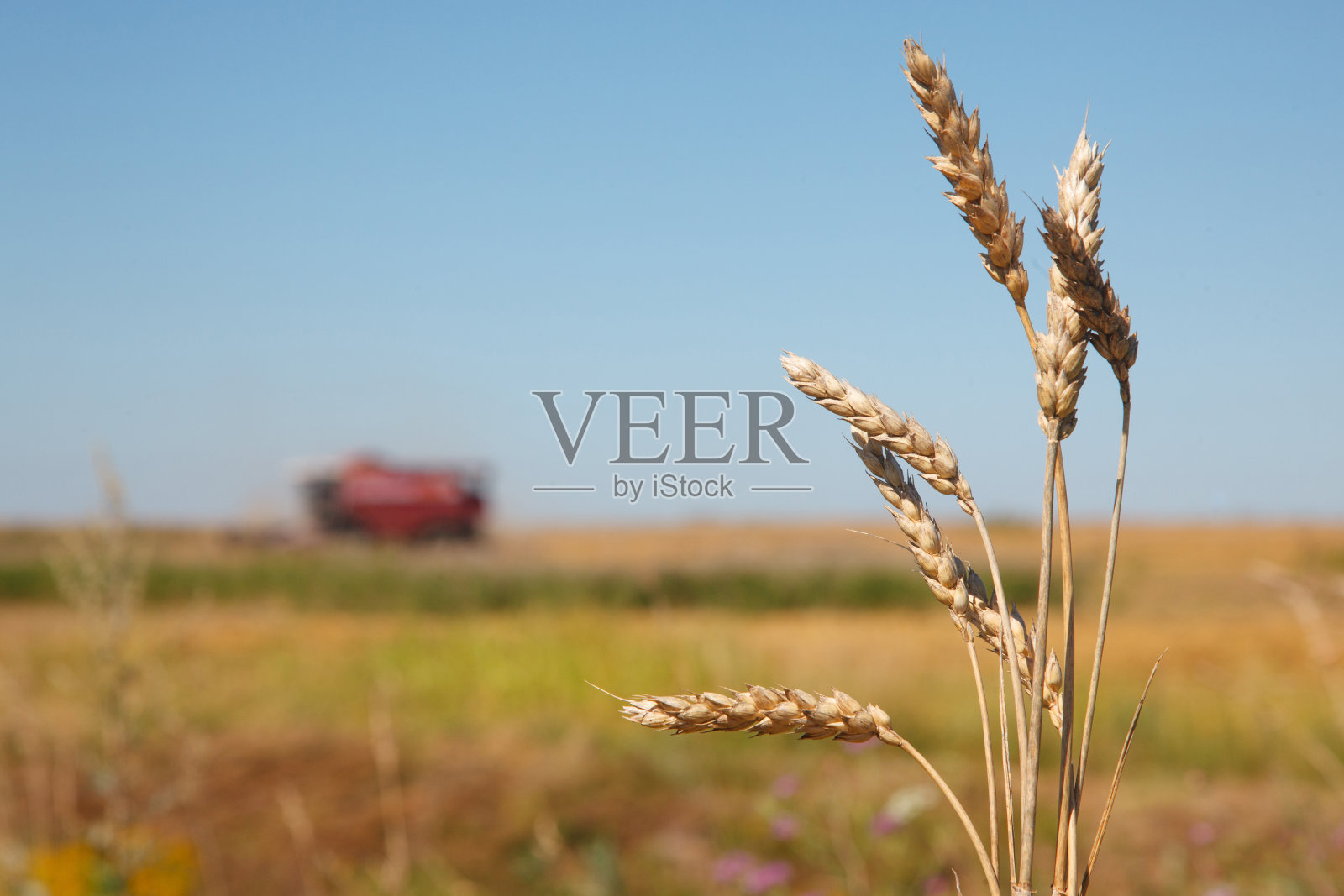 麦田里的小麦小穗和联合收割机照片摄影图片