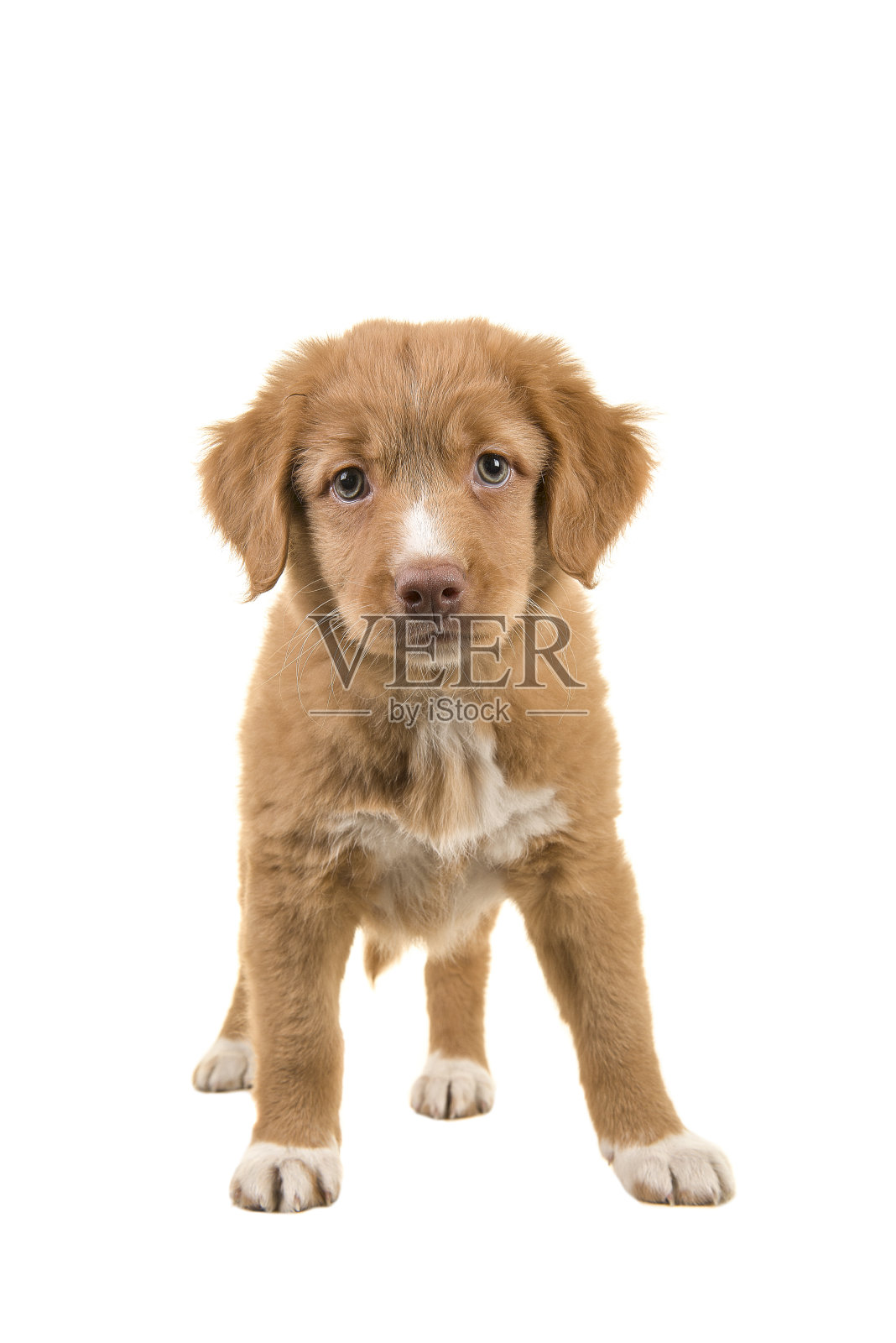 可爱的站着的新斯科舍省鸭子鸣叫寻回小狗面对着摄像机从前面孤立在一个白色背景照片摄影图片