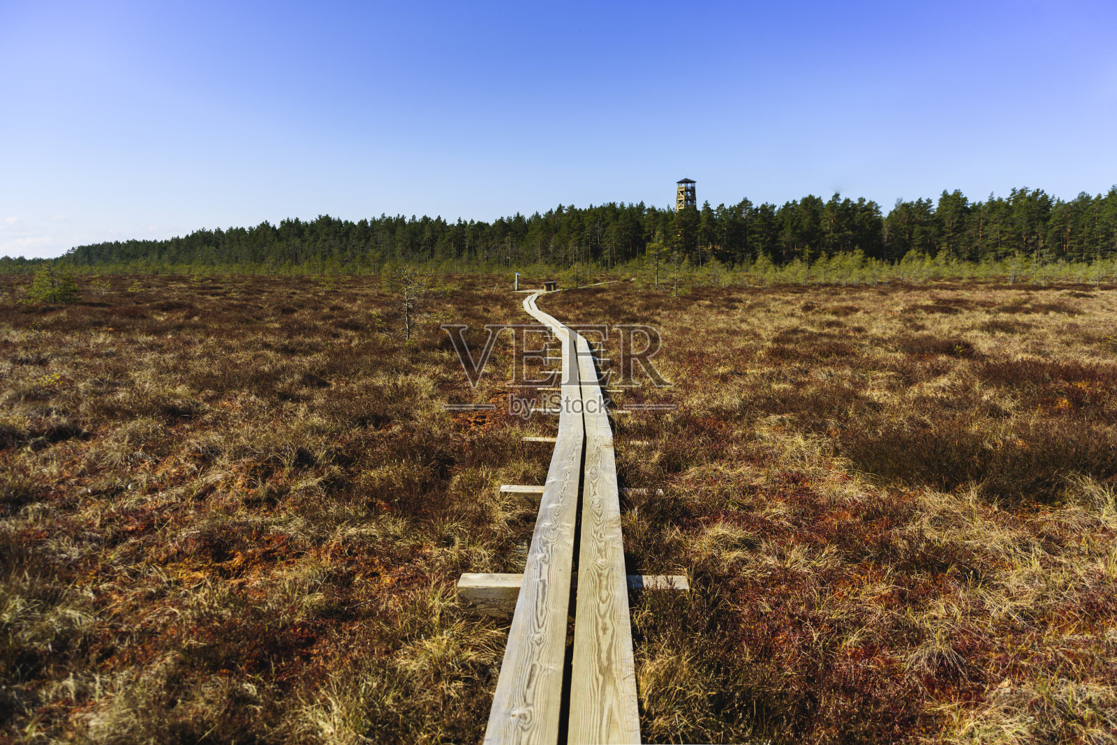 爱沙尼亚的森林和沼泽徒步小径照片摄影图片