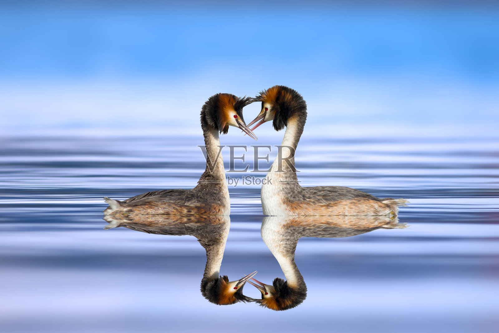 一些鸟类。色彩斑斓的自然背景。鸟:大冠毛鸊鷉。Podiceps cristatus。照片摄影图片