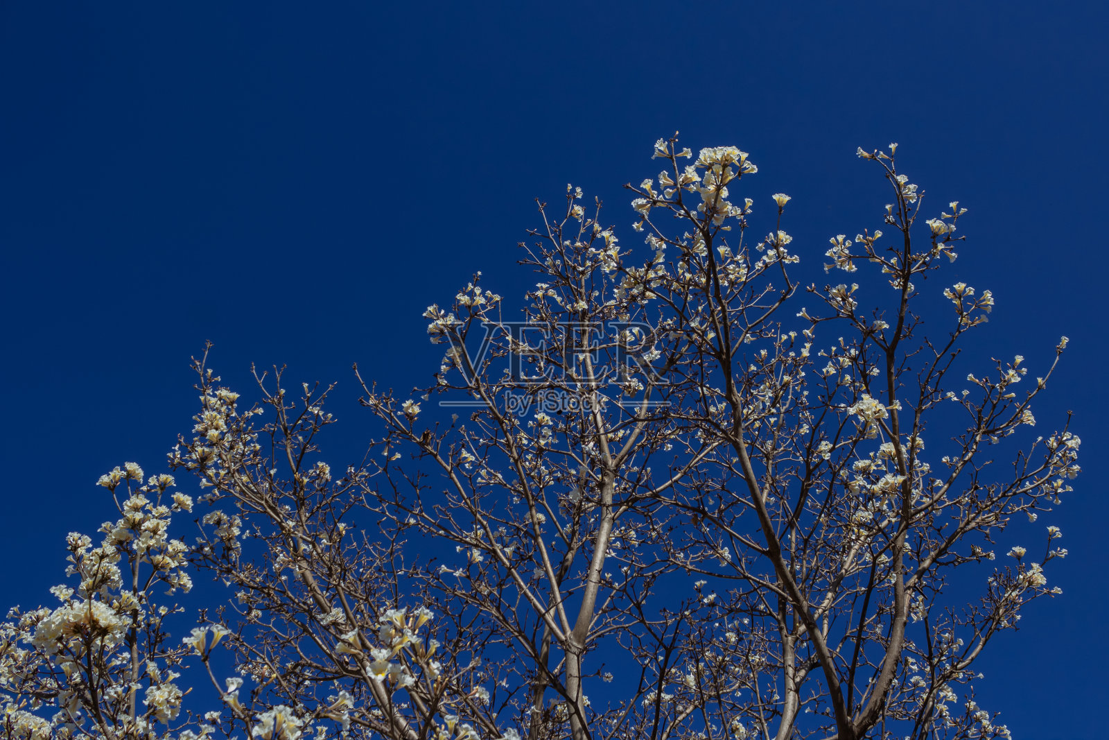 白色ipe花照片摄影图片