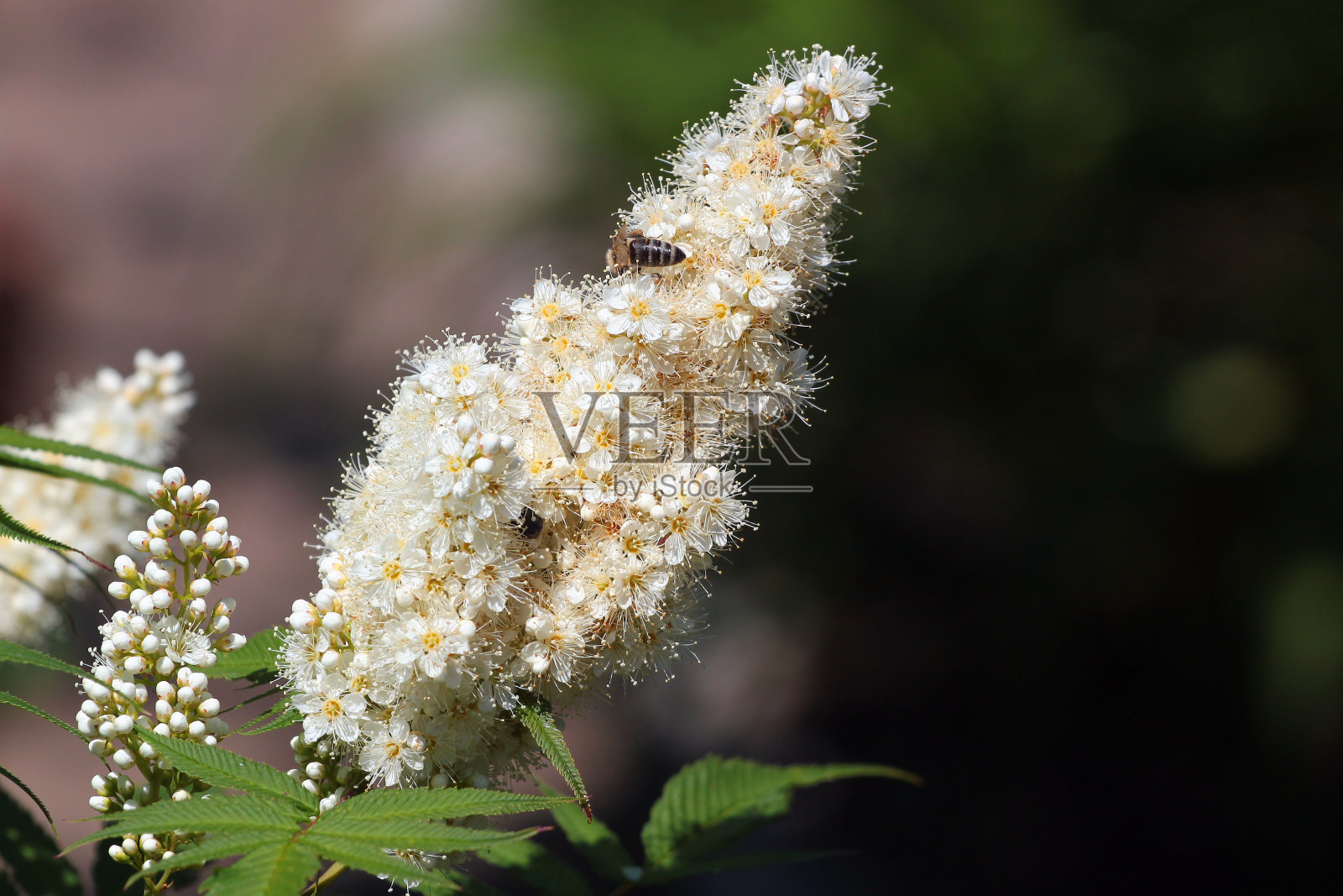 花园里的白色绣线菊花照片摄影图片