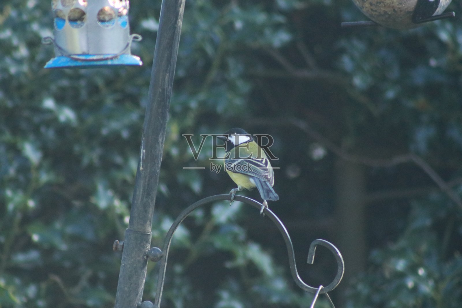 大山雀在英国花园的喂鸟器上照片摄影图片