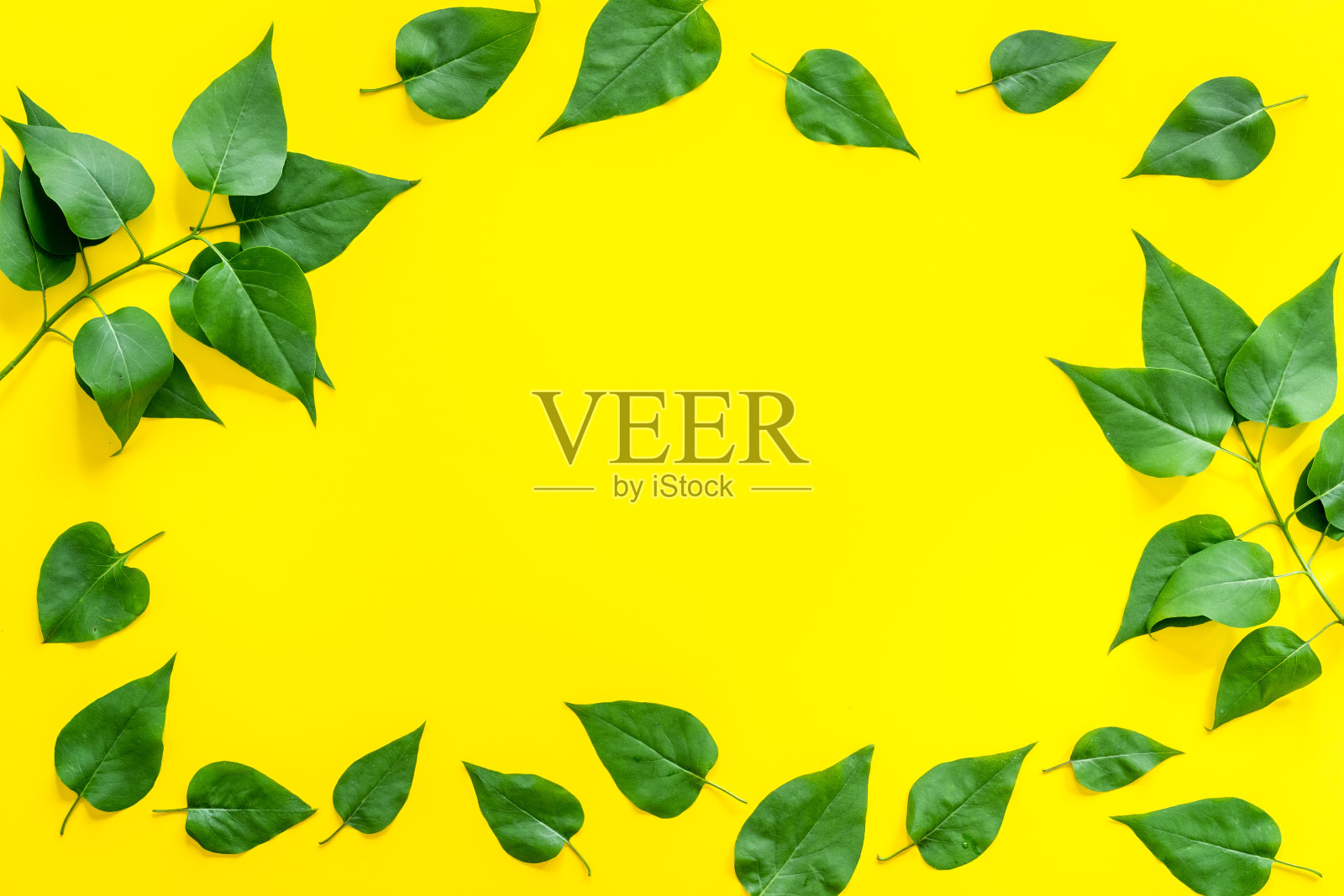 顶视图框架的绿色树叶。自然概念布局照片摄影图片