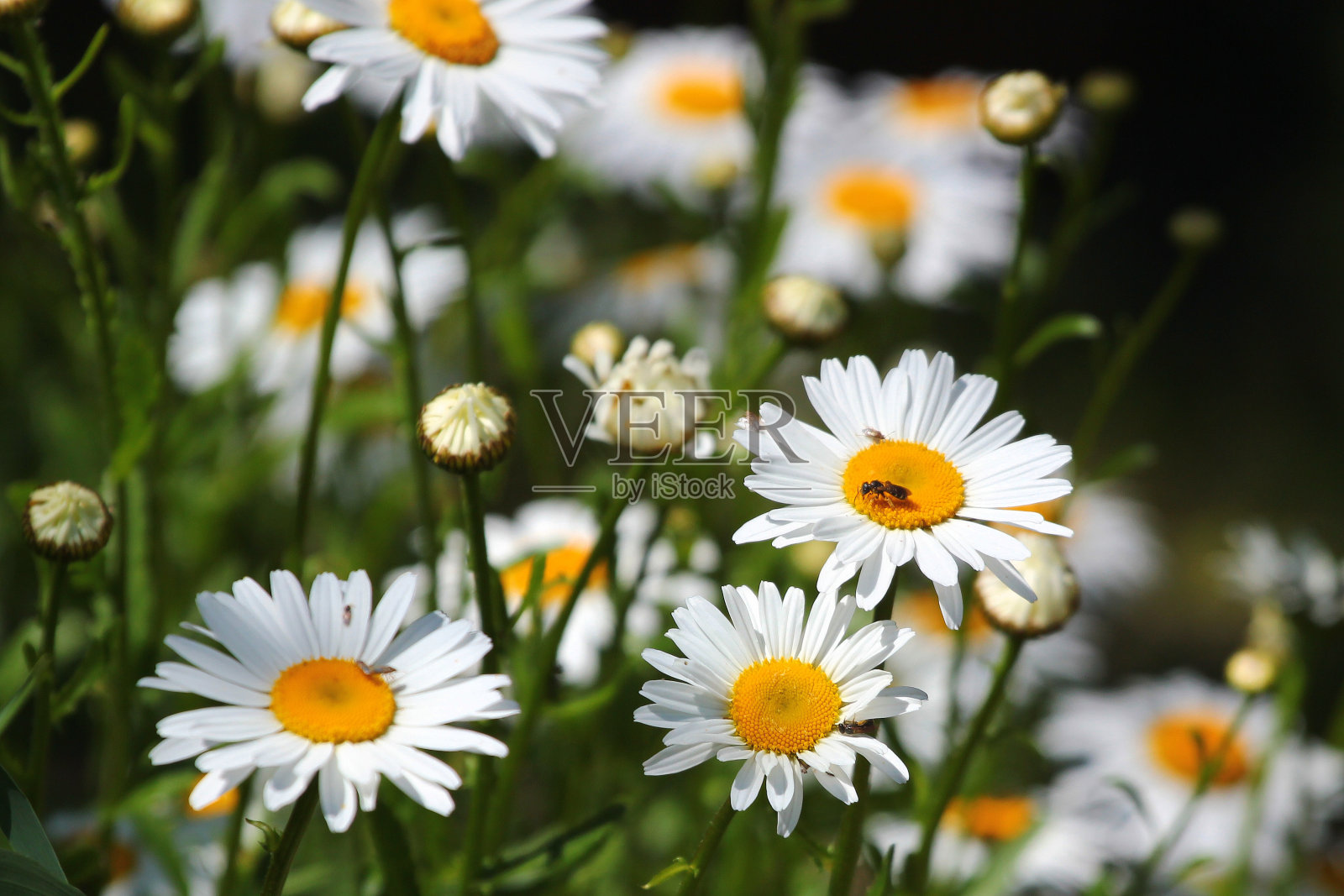 花园里的德国洋甘菊照片摄影图片