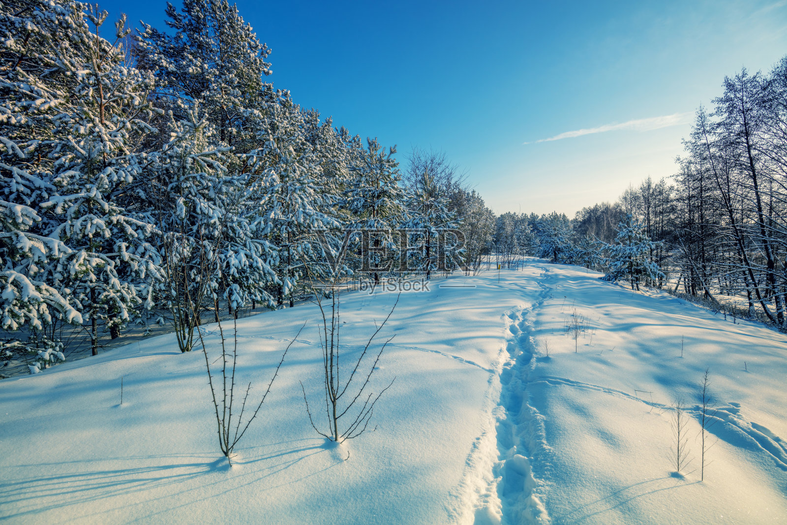 冬季自然背景。下雪的森林。松树上覆盖着积雪。冬天的本性。圣诞节的背景照片摄影图片