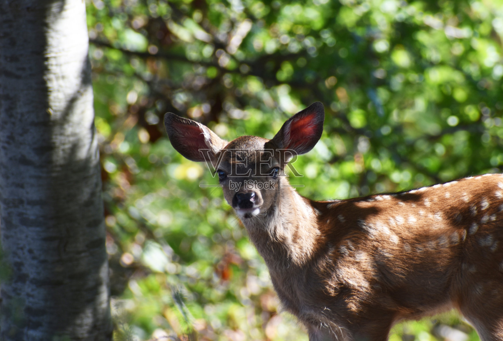 可爱的小鹿在草地高质量照片摄影图片