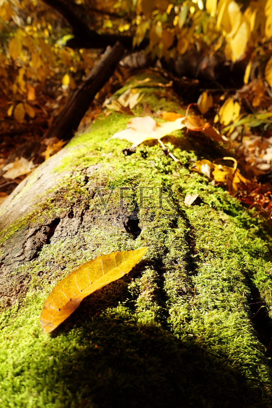 长满青苔的日志照片摄影图片