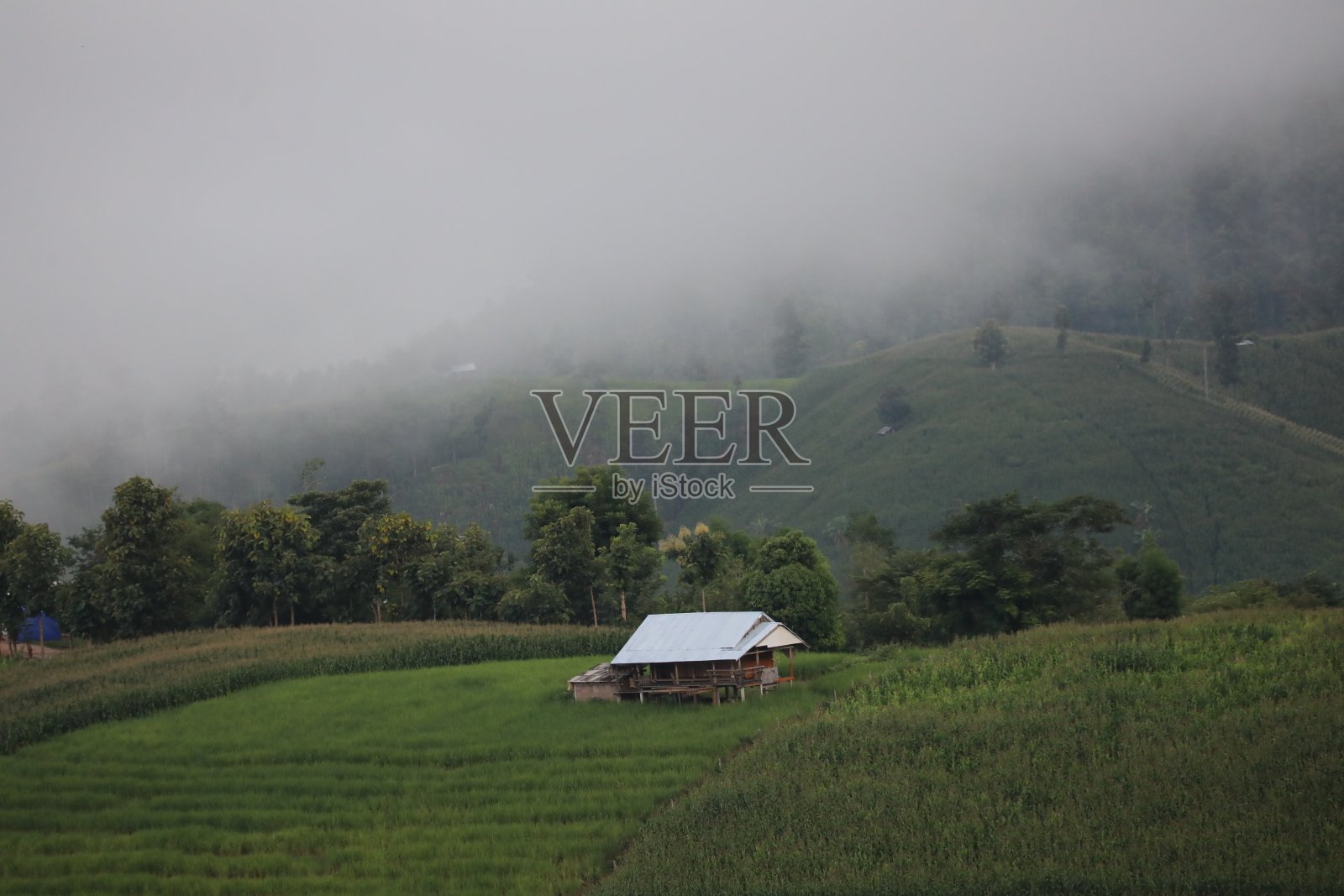 森林深处晨雾中模糊的画面照片摄影图片