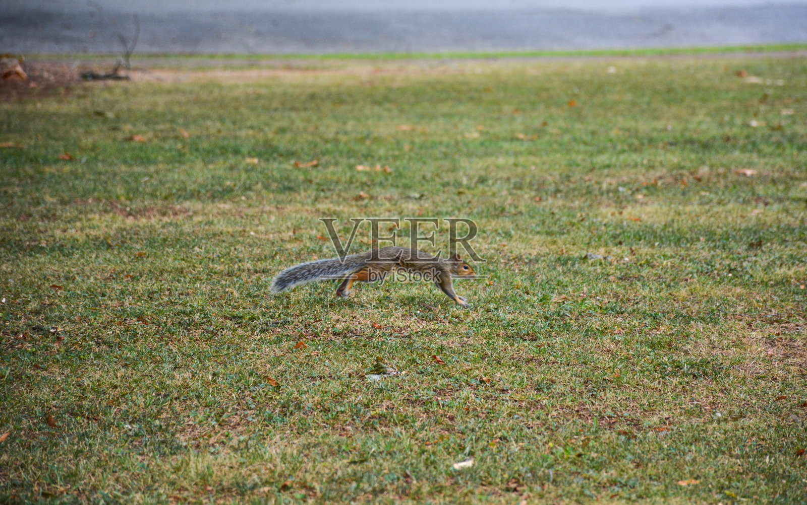 松鼠在公园照片摄影图片