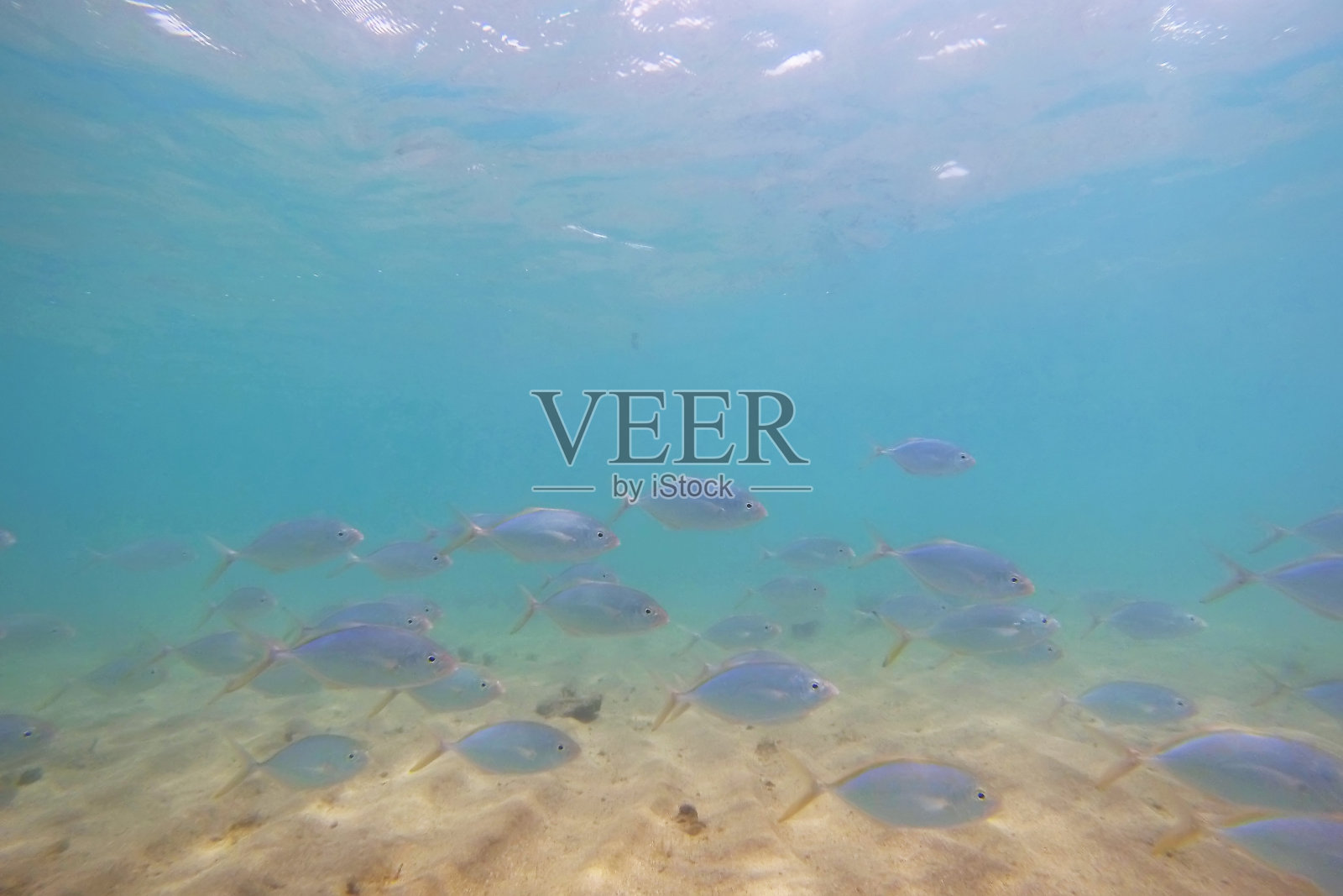 这条鱼摄于巴伊亚州的Coroa Vermelha岛。照片摄影图片