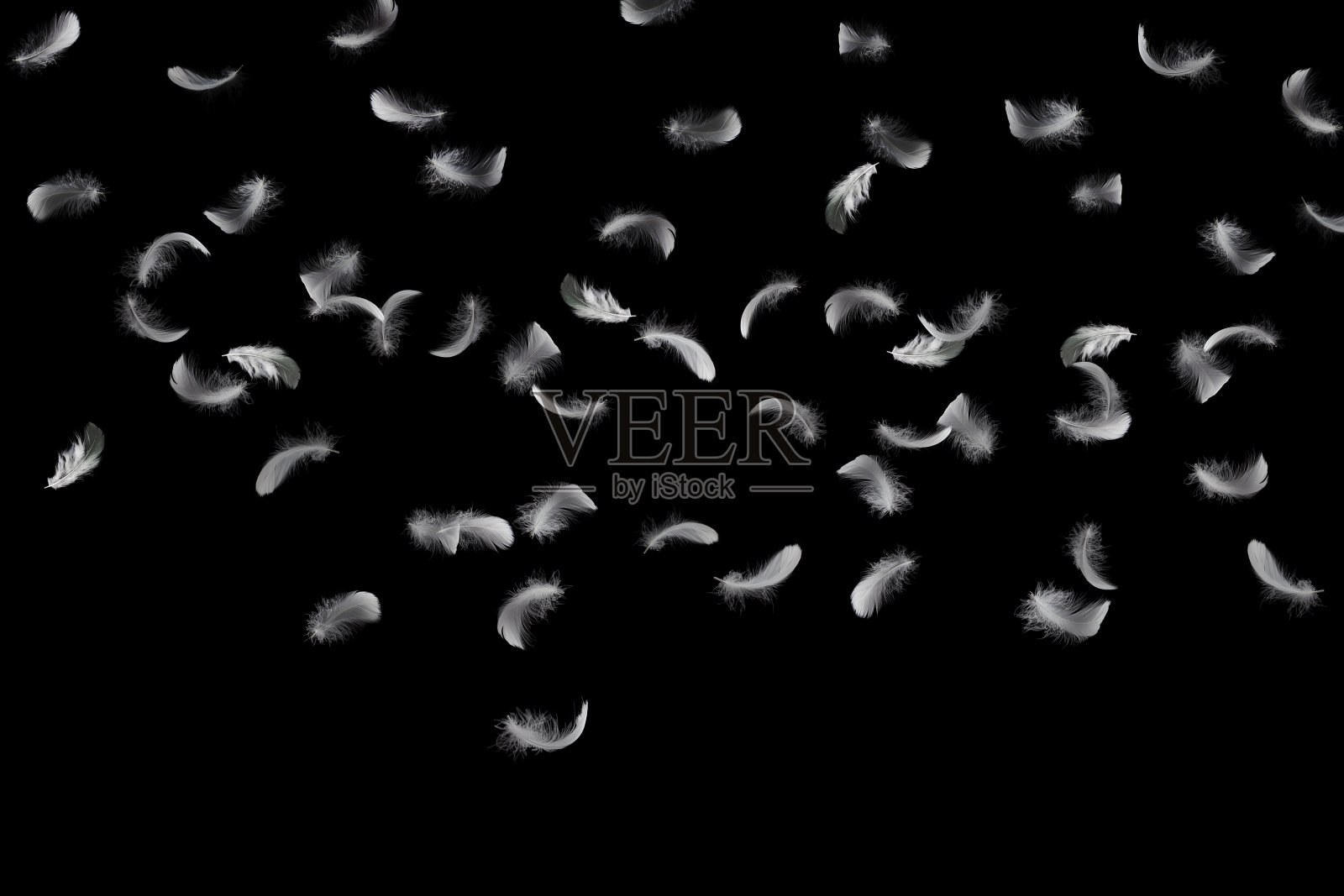 抽象的自由。一群轻盈蓬松的白色羽毛在黑暗中漂浮着。黑色背景。照片摄影图片