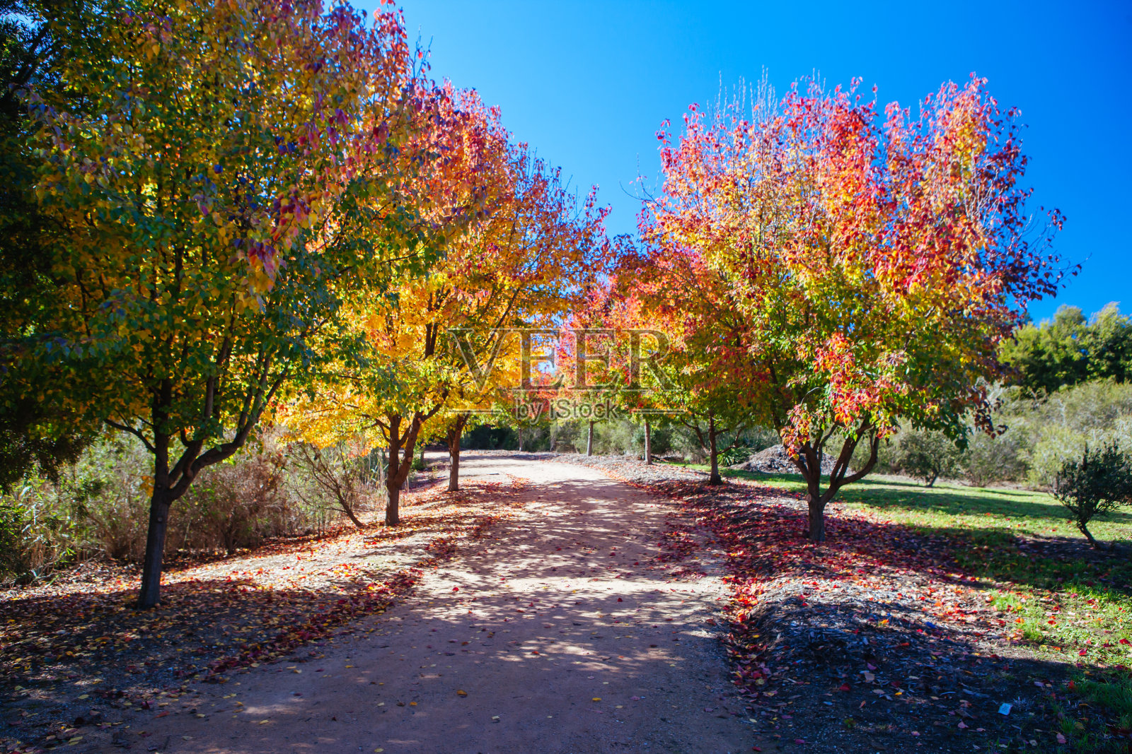 比奇沃斯中国园林景观照片摄影图片
