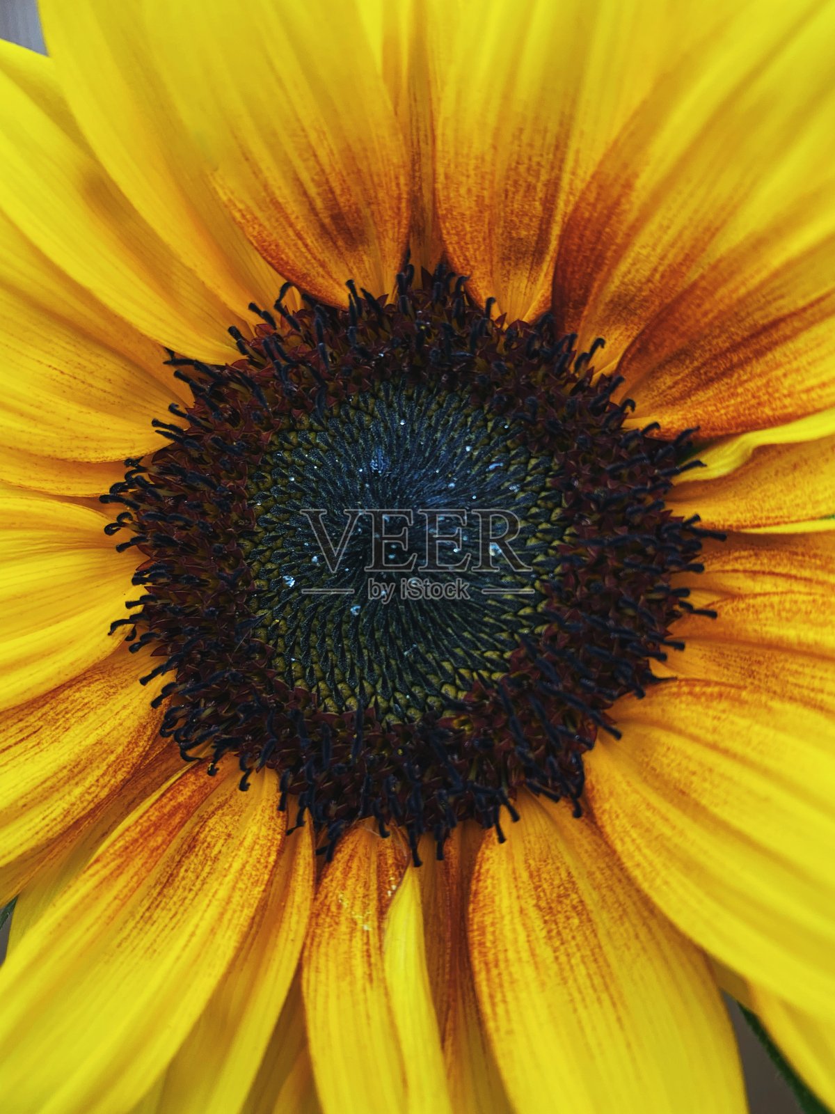 向日葵的特写照片摄影图片