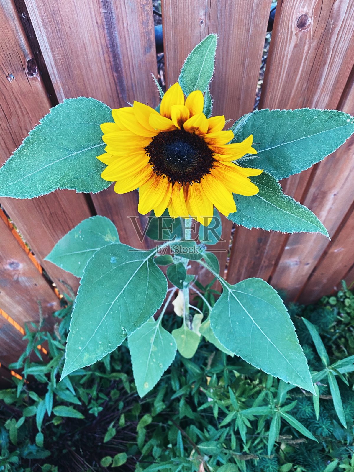 明亮的向日葵照片摄影图片