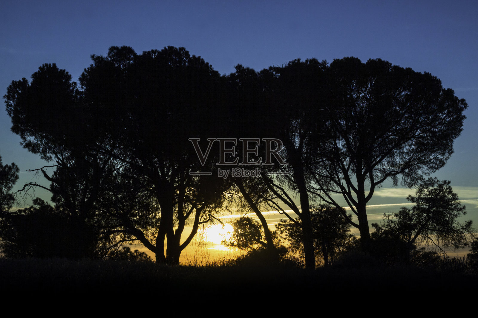 日落与孤立的树在自然界。景观照片摄影图片