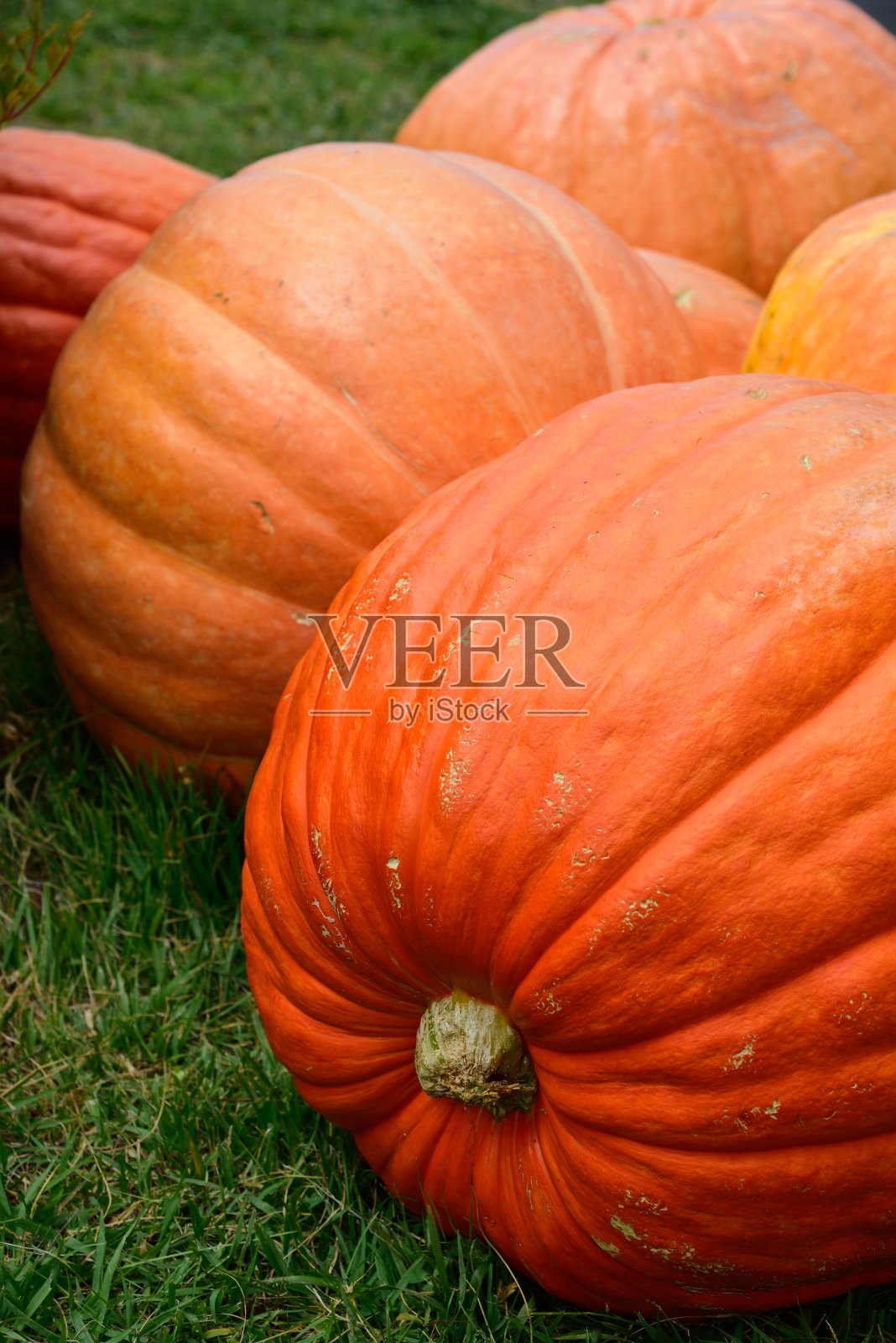 万圣节的大南瓜照片摄影图片