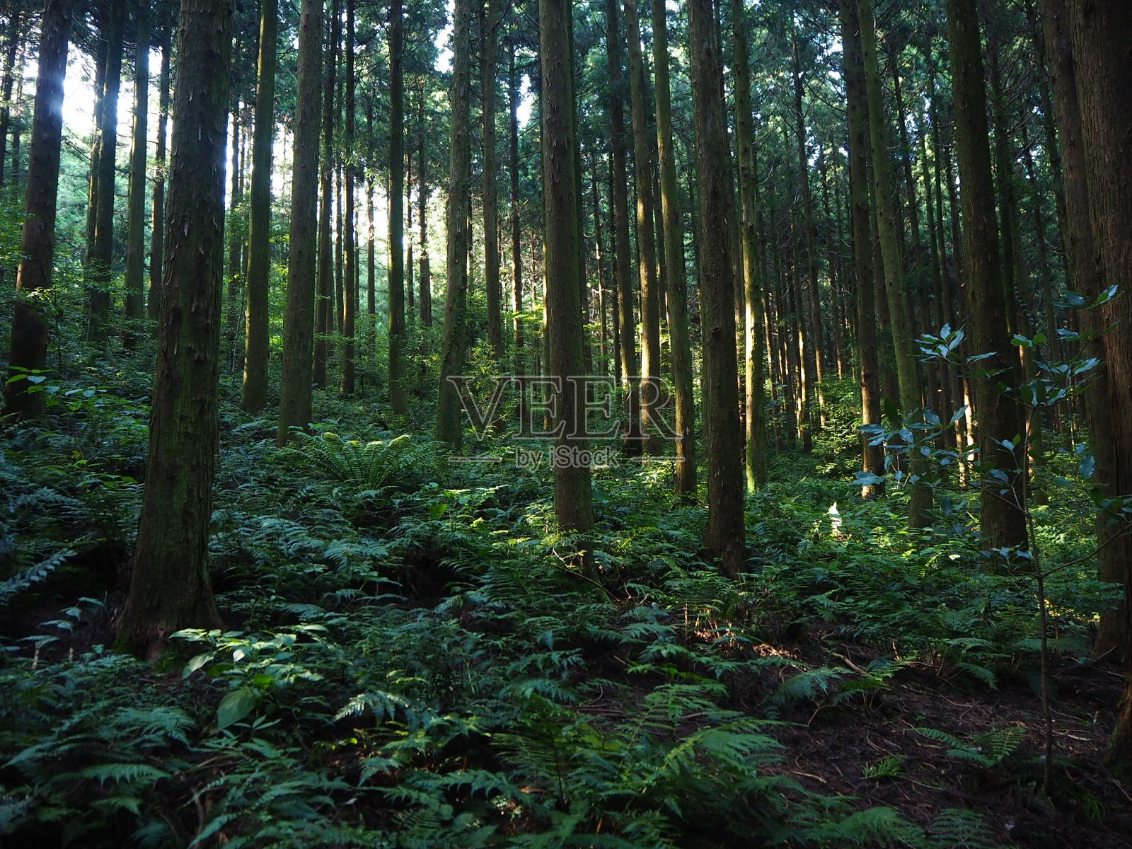 济州岛的Saryroni森林小径照片摄影图片