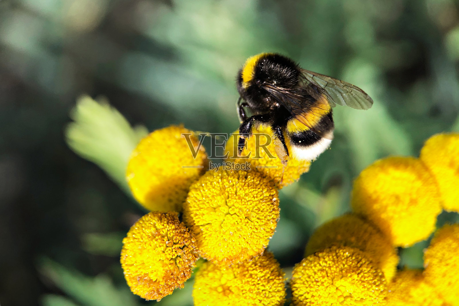 背景模糊,大黄蜂在黄色的野花上照片摄影图片