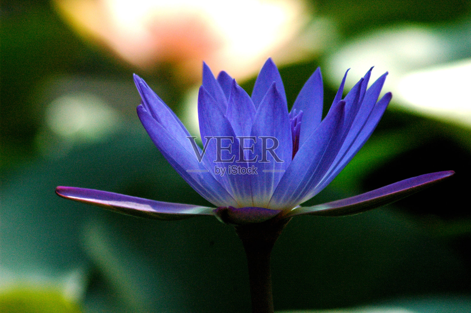 莲花照片摄影图片