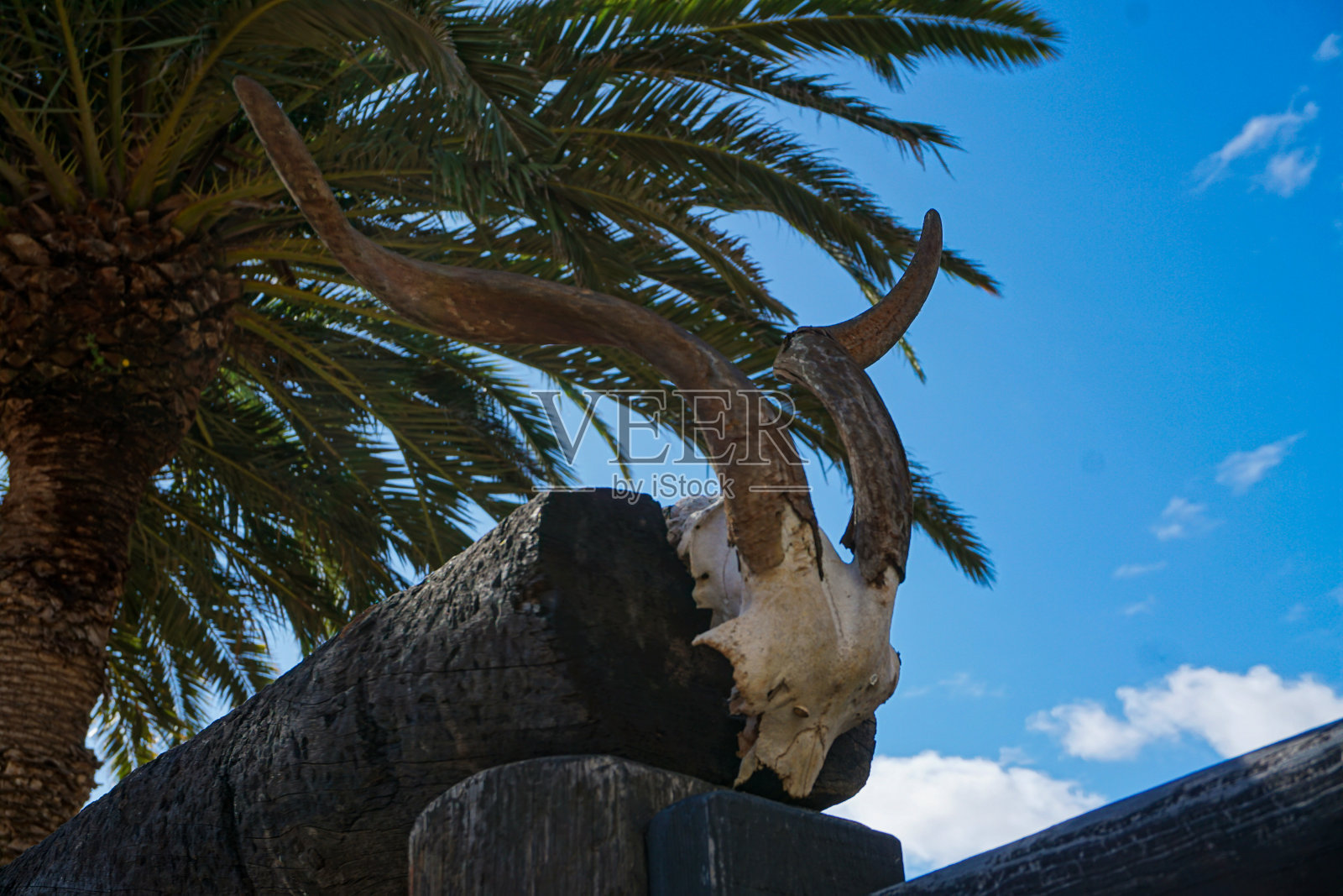 来自贝当古尼亚冬季的细节照片摄影图片
