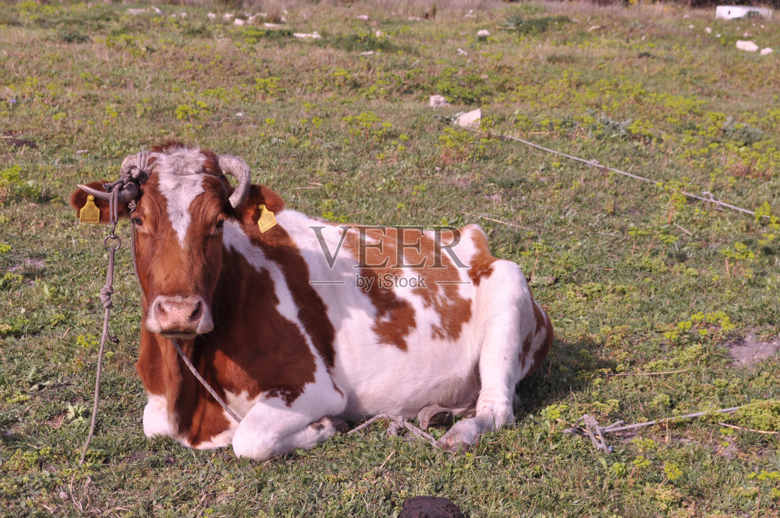奶牛是自然环境中的美丽动物照片摄影图片