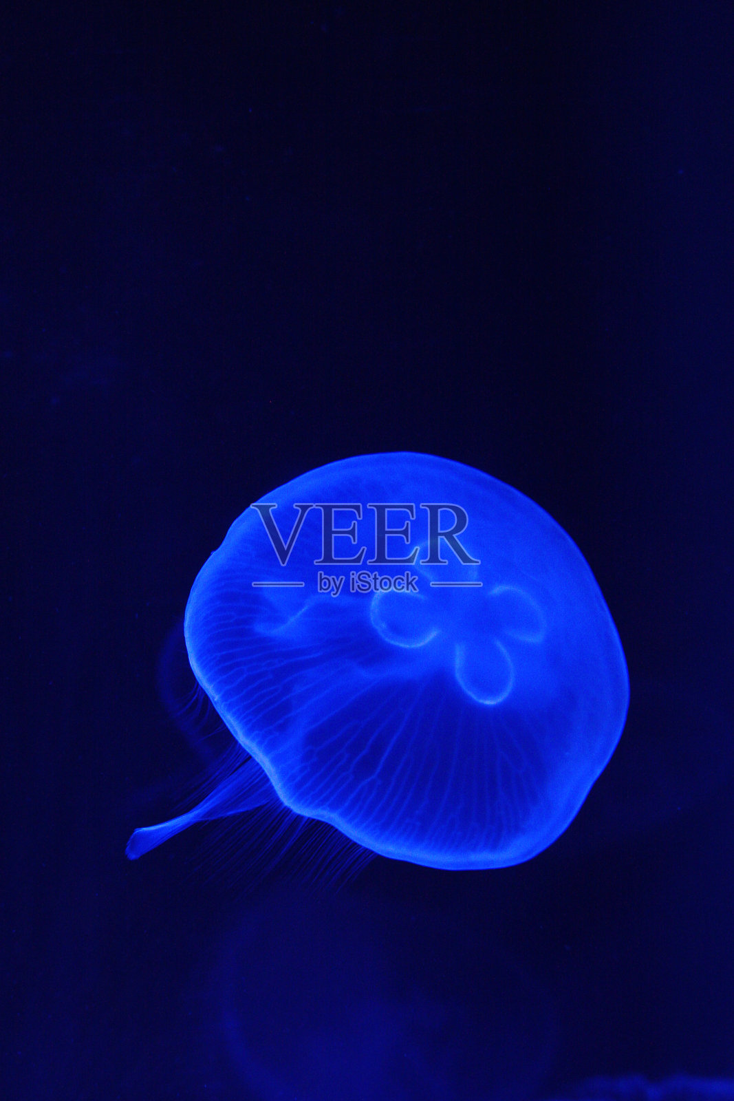 水母 - 奥雷利亚奥里塔照片摄影图片