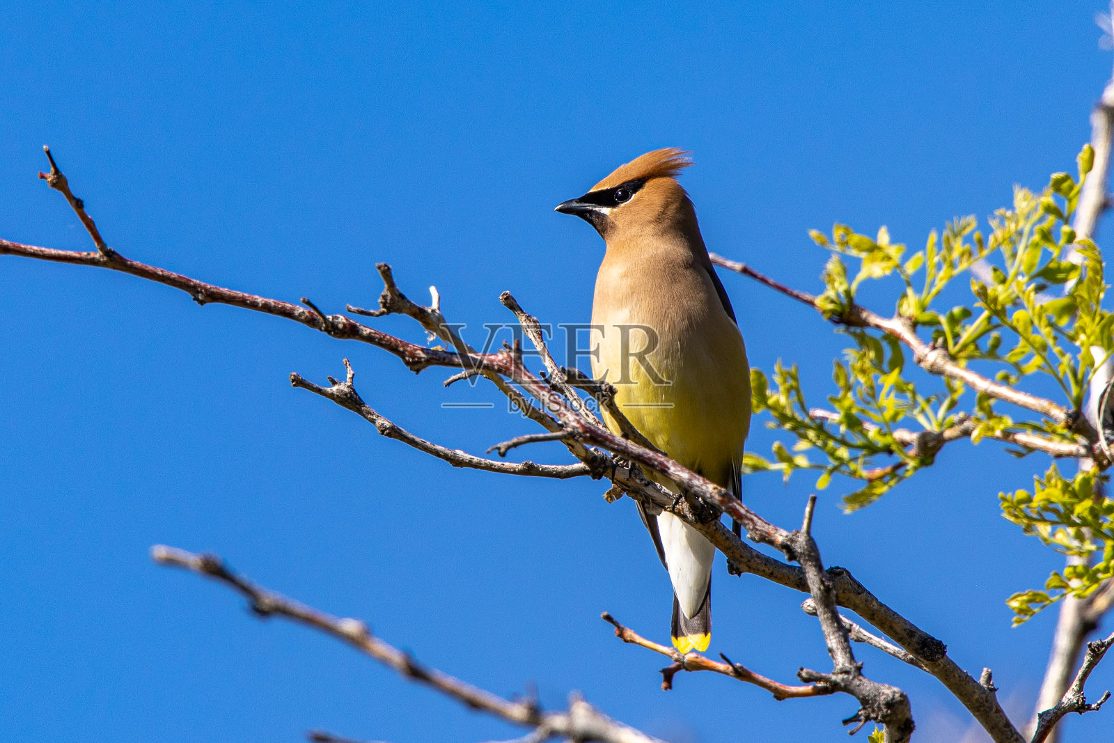 雪松蜡翼照片的集合照片摄影图片
