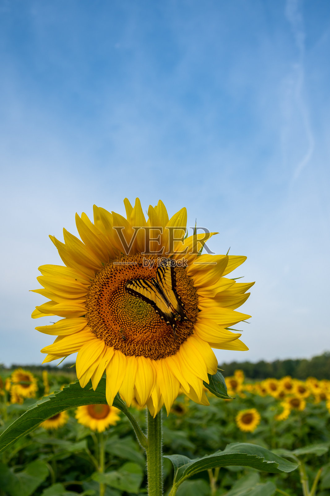 向日葵和蝴蝶在夏天照片摄影图片
