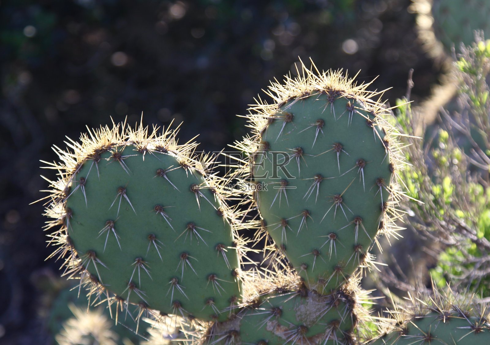 仙人掌上多刺的刺照片摄影图片