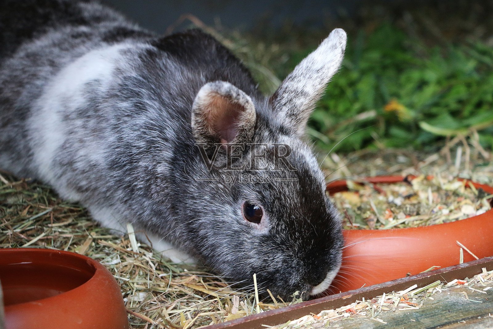 谷仓里一只可爱的兔子的特写镜头照片摄影图片