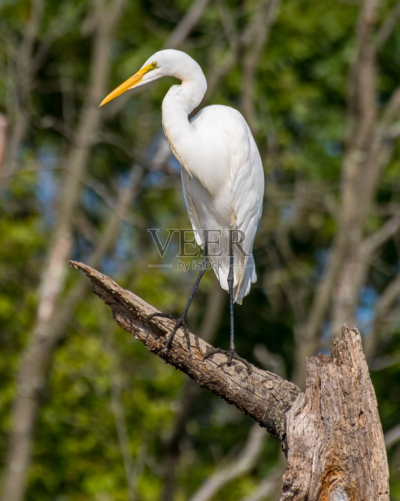 亨特利草地公园的白鹭照片摄影图片