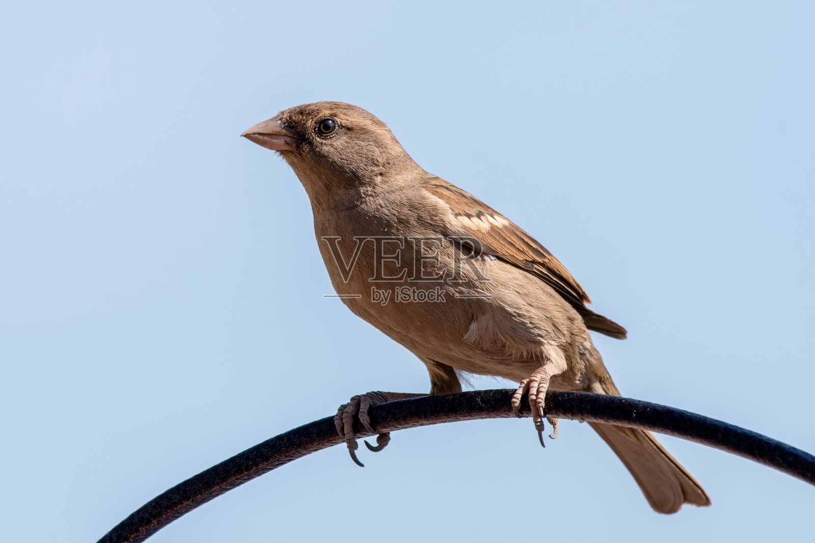 家麻雀栖息在一根电线上照片摄影图片