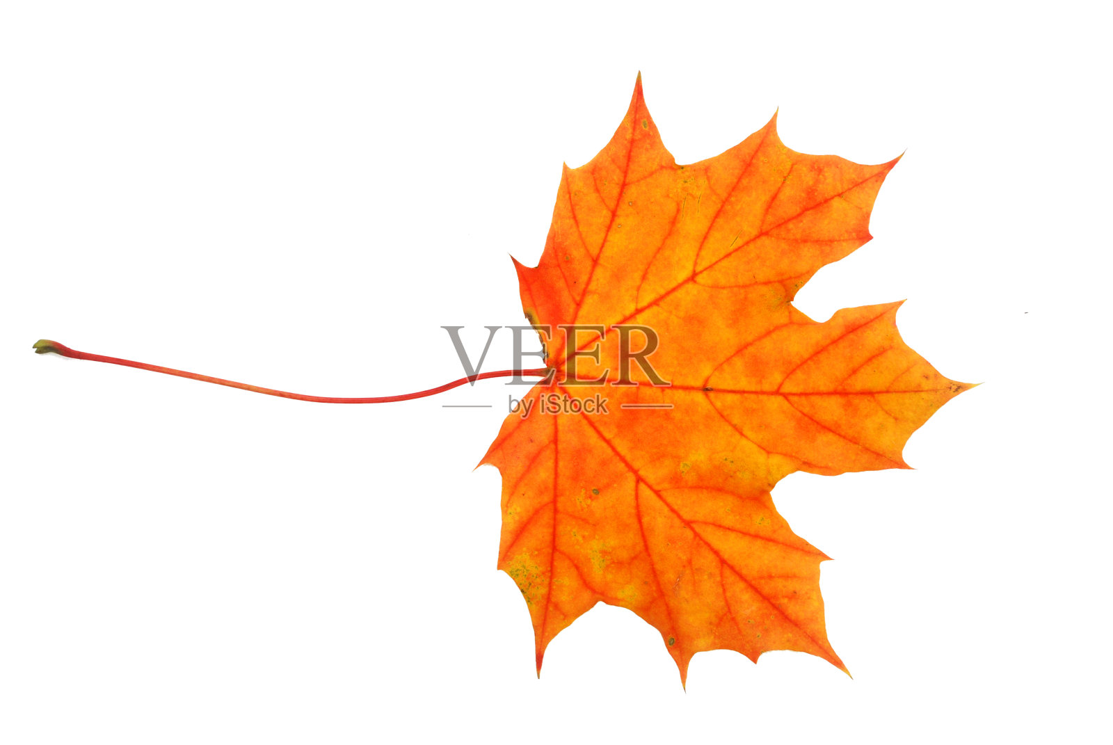 秋天的枫叶照片摄影图片