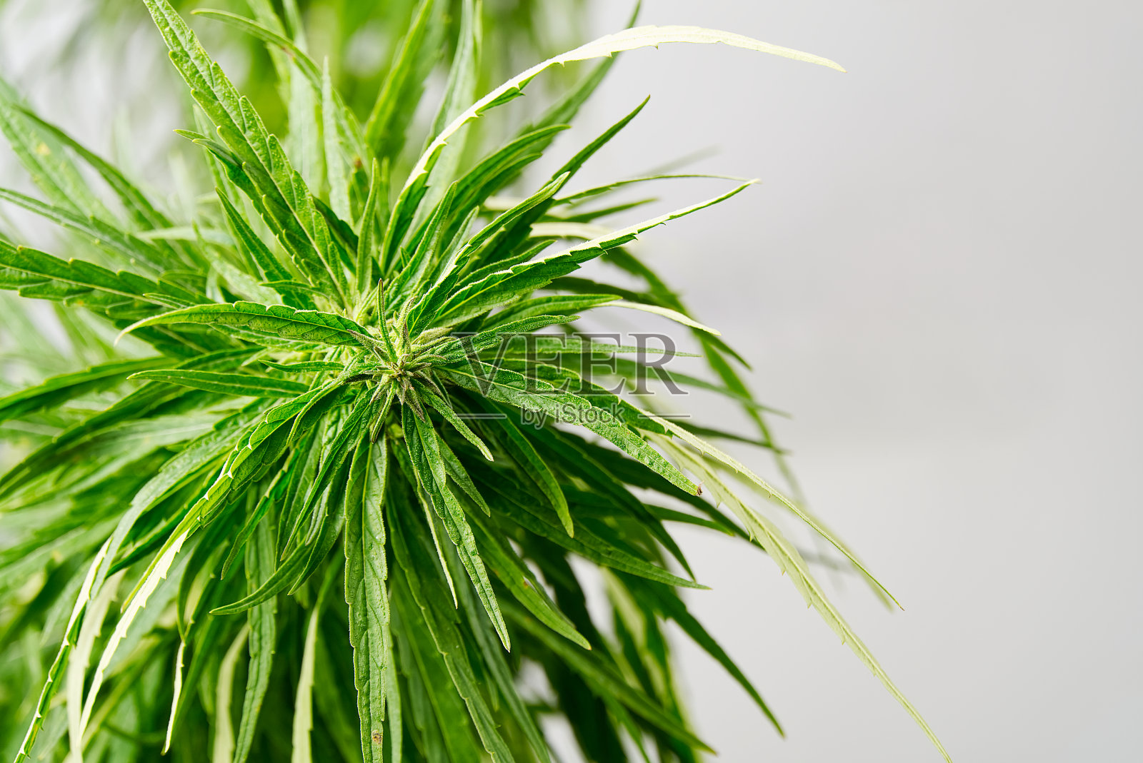 新鲜的大麻植物特写。大麻绿色成熟植物。照片摄影图片