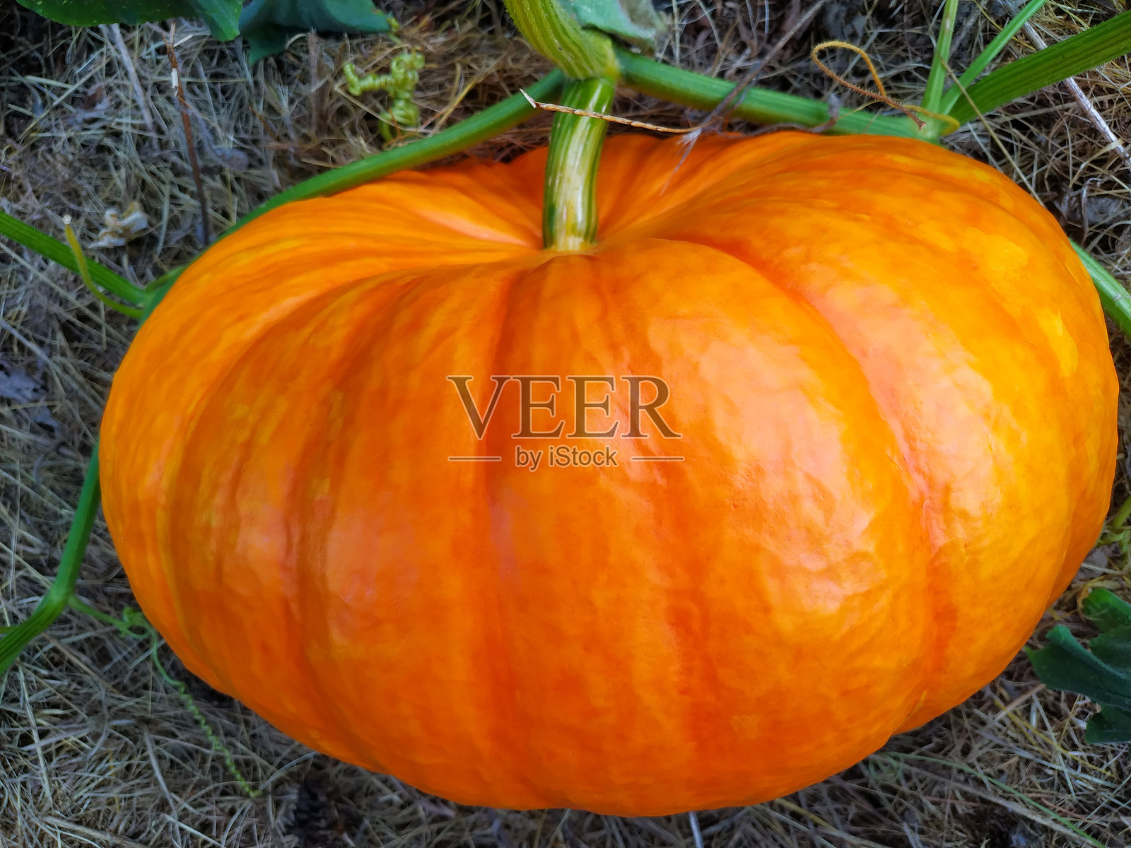 橙色南瓜在一个开放的农场床俯视图。南瓜补丁。万圣节的概念。照片摄影图片