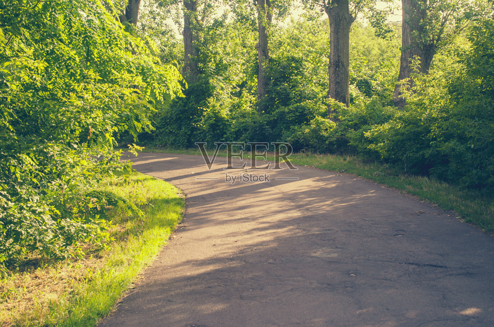 在绿树中有一个急转弯。照片摄影图片