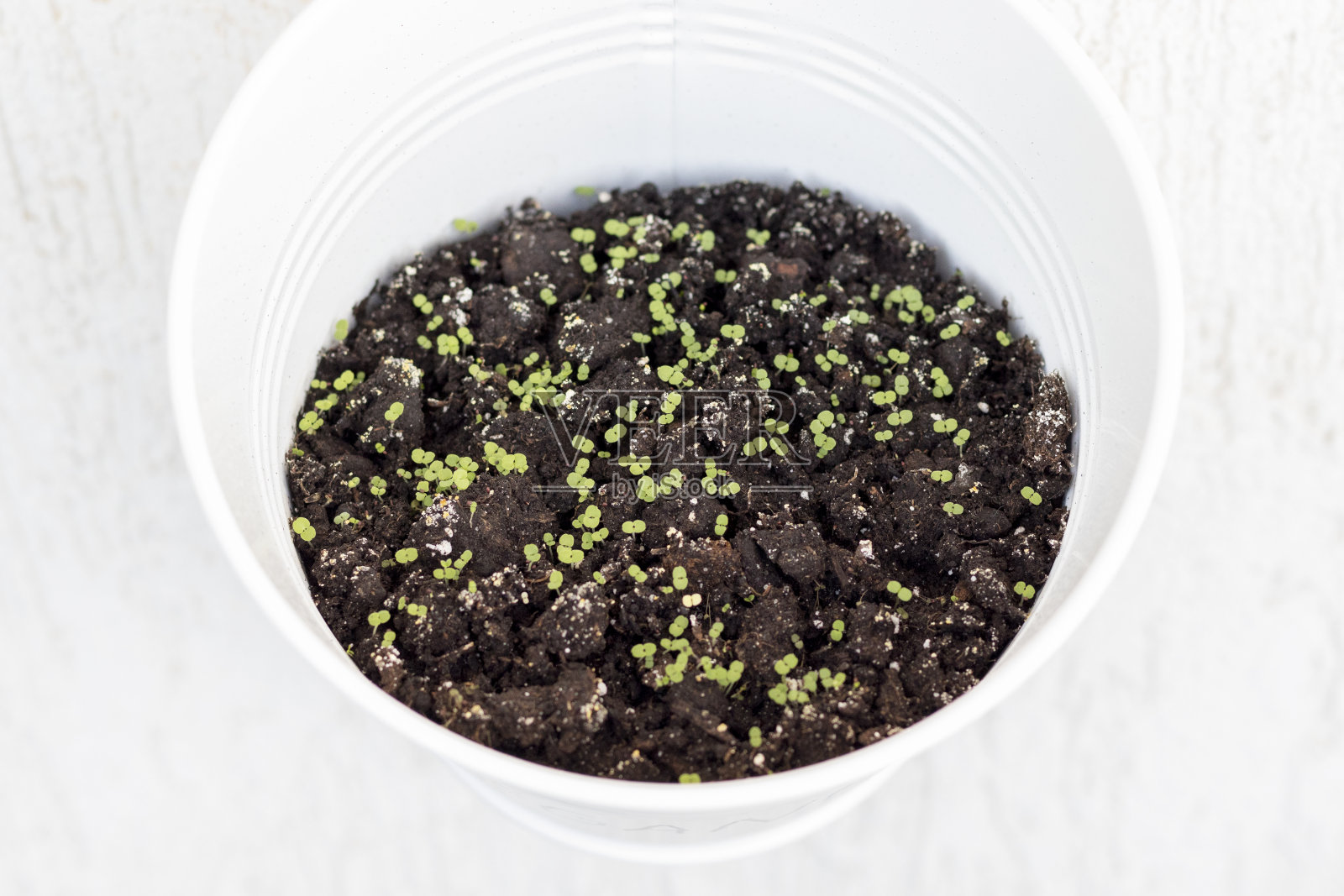 青菜在挂在墙上的花盆里发芽。照片摄影图片