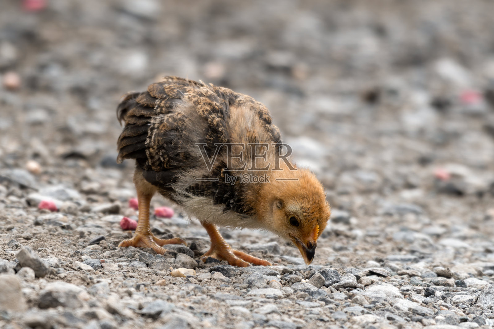 正在寻找食物的小鸡照片摄影图片