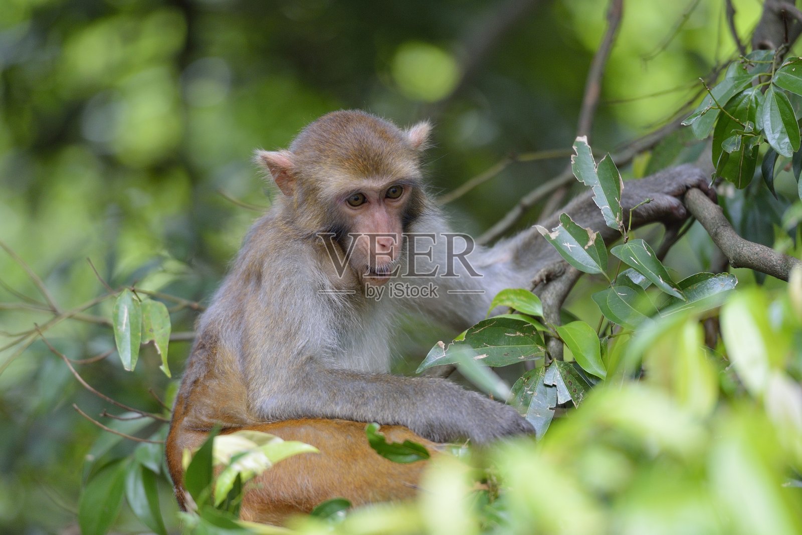 猕猴面部表情的变化照片摄影图片