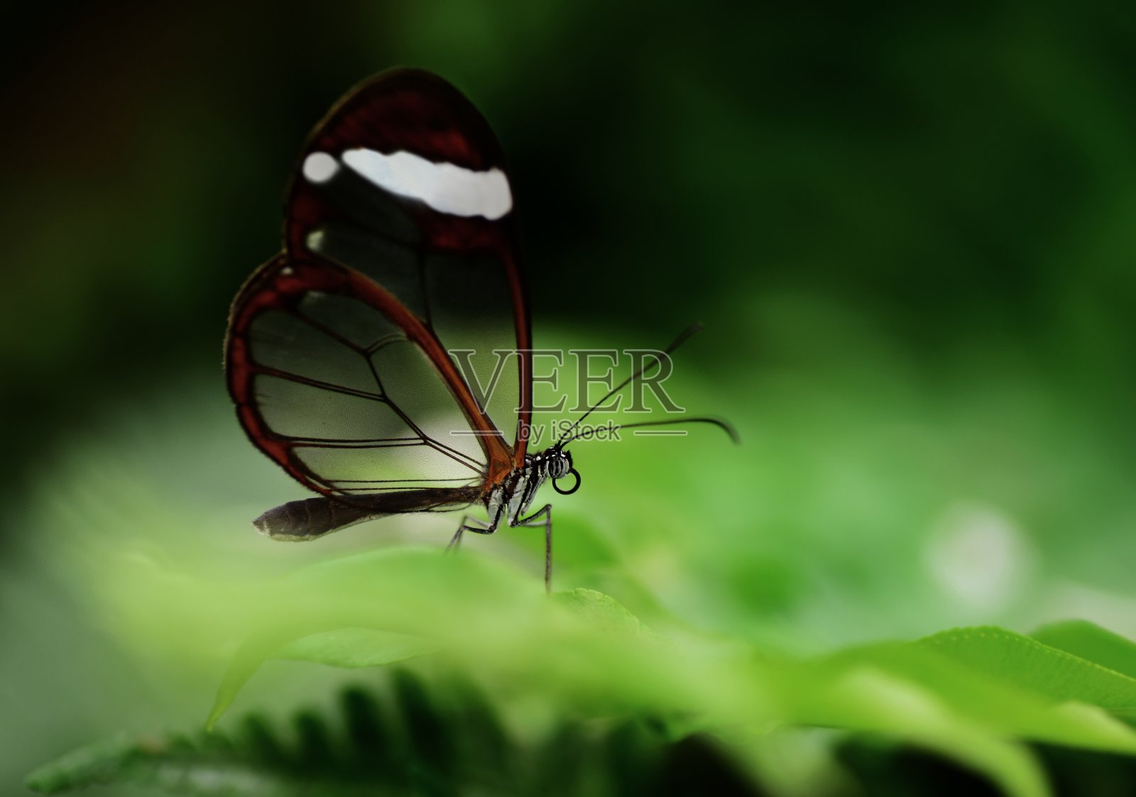 美丽的蝴蝶照片摄影图片