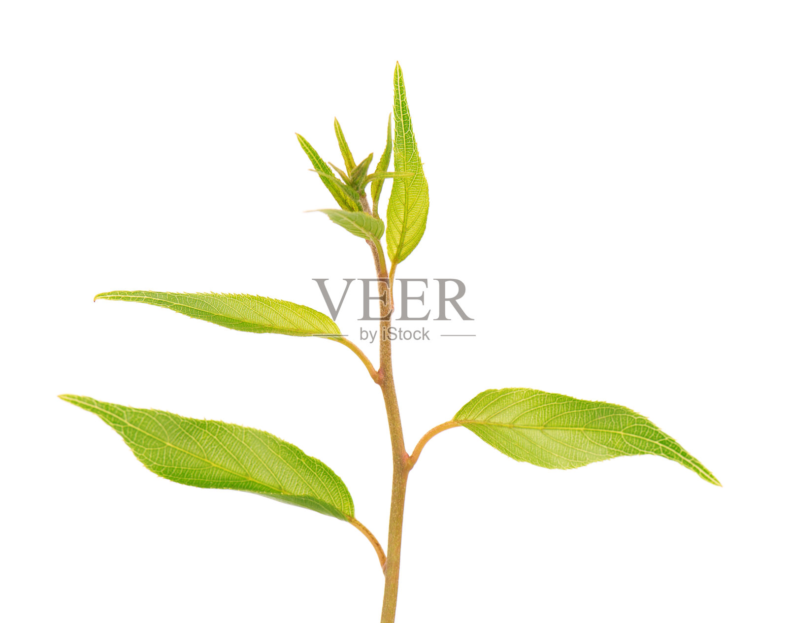 猕猴桃叶的绿色分枝,孤立在白色背景上。春天,猕猴桃的叶子。照片摄影图片