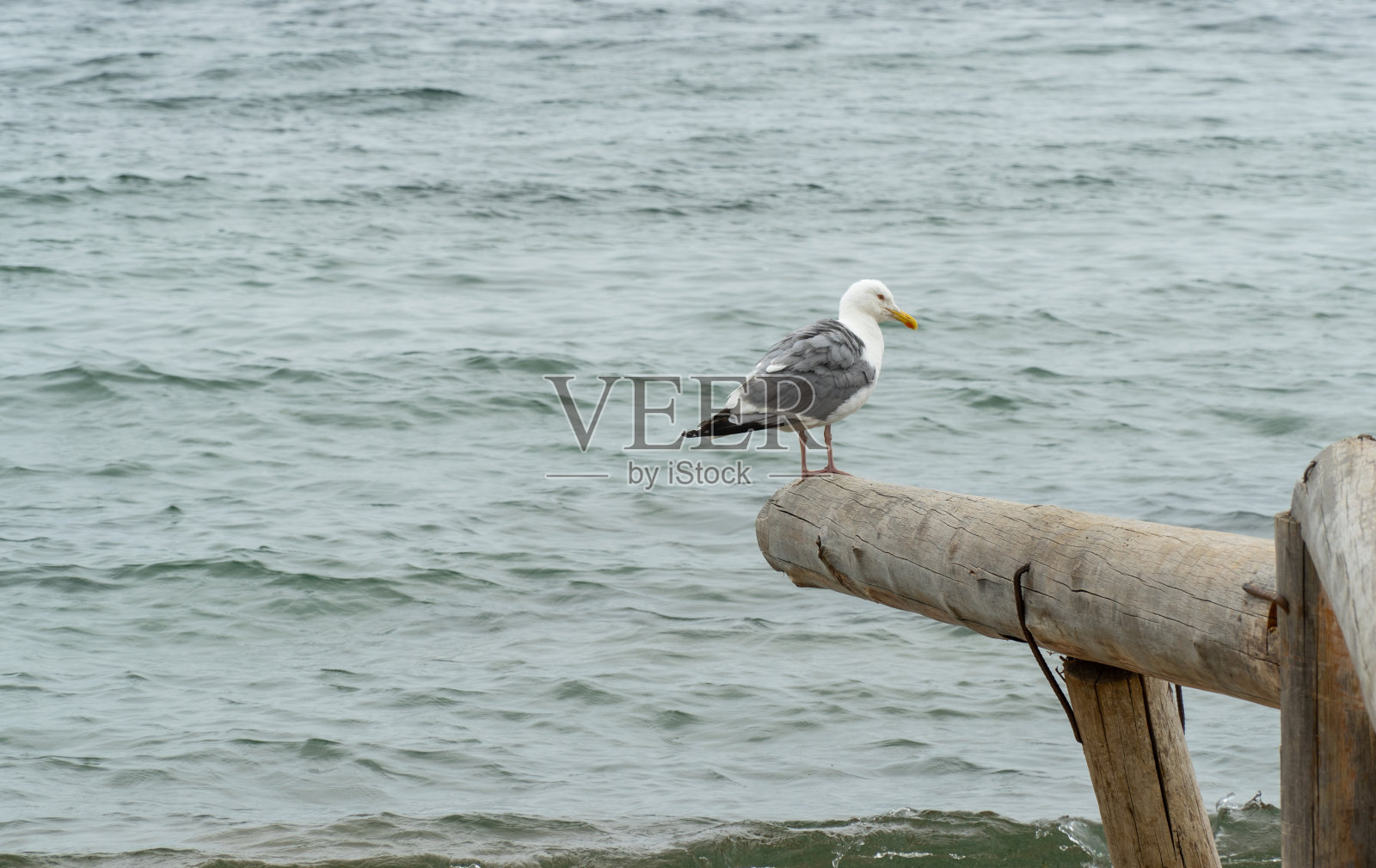 湖岸上的白翼海鸥照片摄影图片